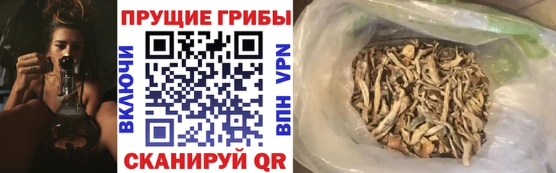 Купить закладки Сясьстрой Псилоцибиновые грибы Psilocybe